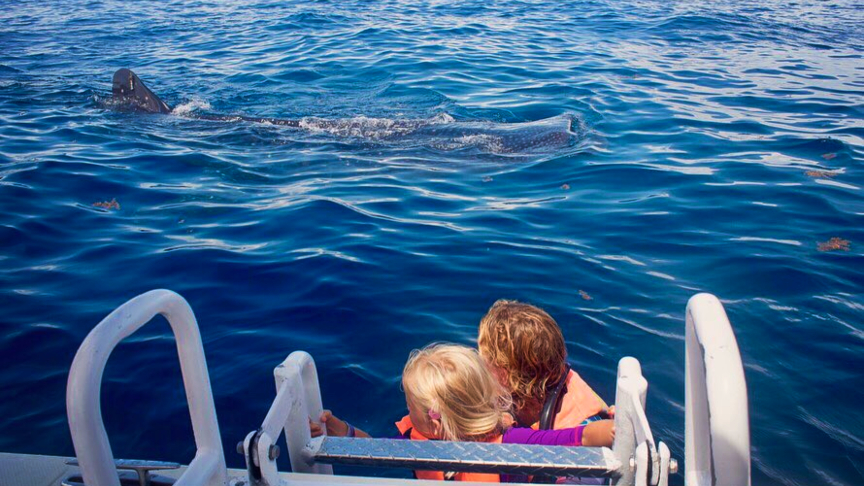 some kids prefer to watch the whale sharks safely from ladder of the boat some kids prefer to watch the whale sharks safely from ladder of the boat